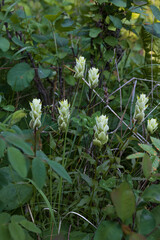 White Indian Paintbrushes wildflowers