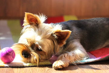 Funny cute brown Yorkshire Terrier dog playing with a purple ball at sunny day lying on a multicolored carpet at home. Pet toys. A playful puppy, doggy, canine animals. Playful mood, joy life indoors.