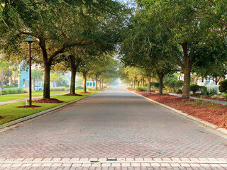 Old Growth Trees along Coastal Avenue