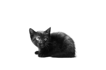 Fototapeta premium Black kitten isolated on white background in studio for Halloween.