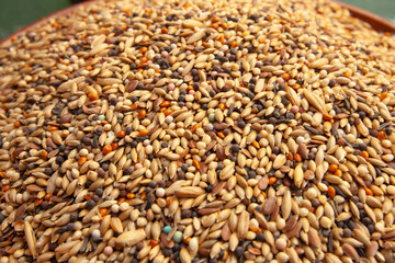Alpiste compuesto en un plato de barro en el jardín. Alimento para aves. 