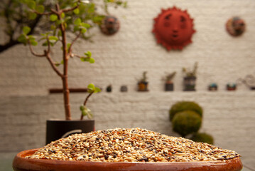Alpiste compuesto en un plato de barro en el jardín . Alimento para aves. 