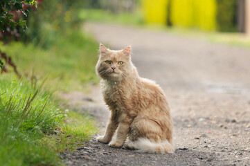 Naklejka na ściany i meble Fluffy ginger domestic cat sits on the road and looks at the camera. Selective focus on eyes