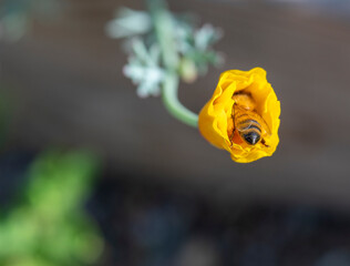 Bee Dotted with Pollen Sticking Out of Little California Poppy