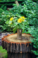 Photography of the common sunflower Helianthus annuus in a vintage pot on wooden log against green plants in a garden.