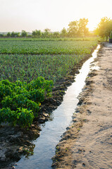 Irrigation channel filled with water. Water from an underground well is supplied for watering a potato plantation. European organic farming. Agriculture and agribusiness. Agronomy. Moistening