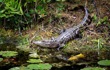Juvenile American Alligator at canal edge in Okefenokee swamp in Southern Georgia.