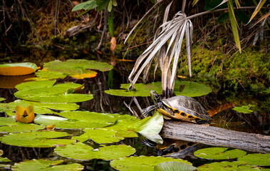 Yellow Bellied Slider Turtle in marsh habitat at Okefenokee swamp in Southern Georgia.