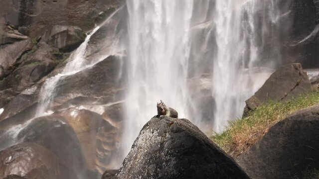 This video shows a cute wild squirrel yawning on a rock with an epic waterfall in the background.