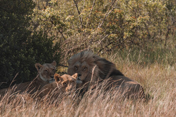 Lion and lioness sitting in a field together.