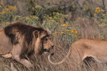 Lion and lioness sitting in a field together.