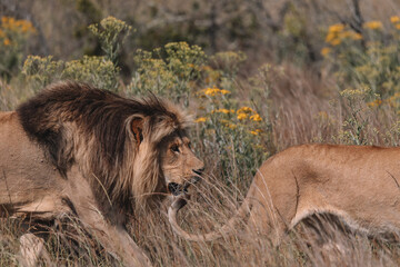 Lion and lioness sitting in a field together.