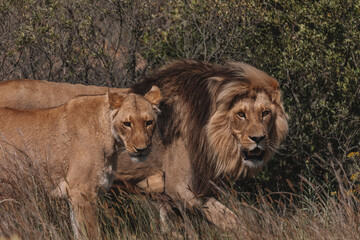 Lion and lioness sitting in a field together.