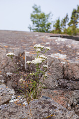 White wildflowers growing between rocks