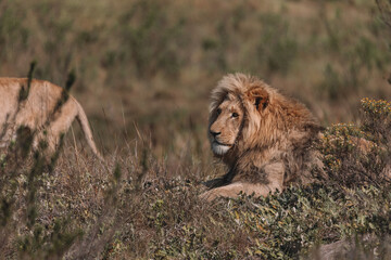 Lion and lioness sitting in a field together.