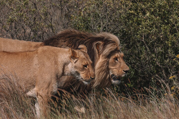 Naklejka premium Lion and lioness sitting in a field together.