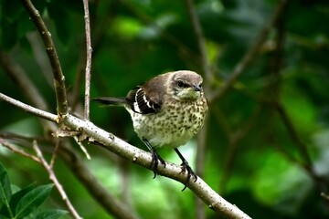 Sparrow on branch