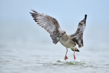 Silbermöwe Larus argentatus