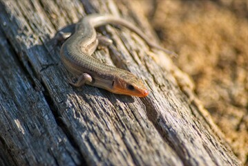 A Broad-Headed Skink suns itself on a fallen log.