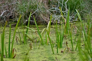 Aquatic grass grows from a swampy area along Snake Road in southern Illinois.