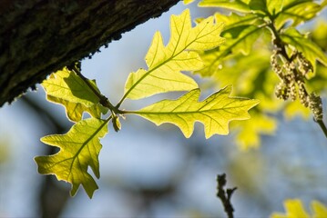 Bright yellow leaves stand in stark contrast to an out of focus background