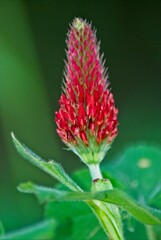 A pair of crimson clover flowers rise up from a forest of green. The background of deep out of focus green provides a lovely contrast to the bright crimson flowers.