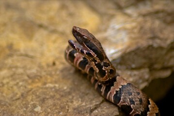 A closeup of a juvinal cottonmouth poses for pictures on a large rock, and keeps a wary eye on his surroundings.