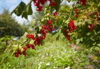 Fototapeta premium red currants growing in garden