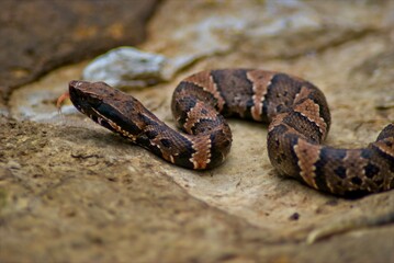 A closeup of a juvinal cottonmouth poses for pictures on a large rock, and keeps a wary eye on his surroundings.