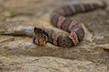 A closeup of a juvinal cottonmouth poses for pictures on a large rock, and keeps a wary eye on his surroundings.