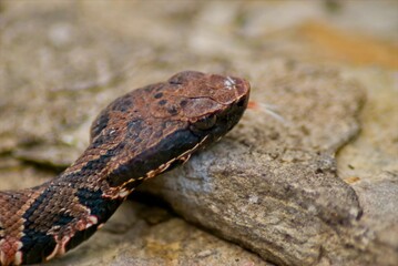 A closeup of a juvinal cottonmouth poses for pictures on a large rock, and keeps a wary eye on his surroundings.