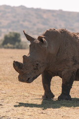 Fototapeta premium White rhino grazing in a field. 