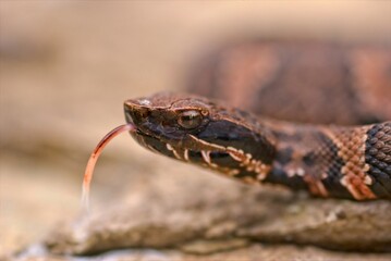 A closeup of a juvinal cottonmouth poses for pictures on a large rock, and keeps a wary eye on his surroundings.