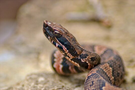 A closeup of a juvinal cottonmouth poses for pictures on a large rock, and keeps a wary eye on his surroundings.
