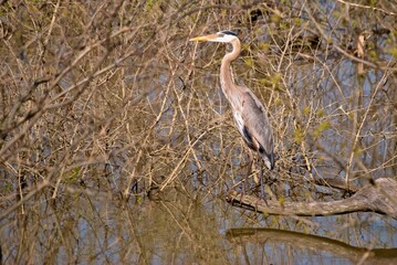 Great Blue Heron is perched on a fallen branch over a pond while looking for its next meal.