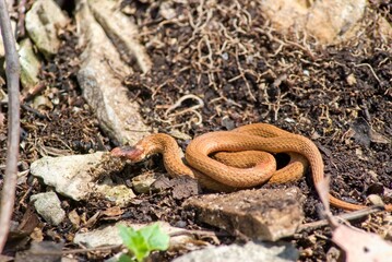 A red-bellied snake is curled up on the forest floor in southern Illinois.