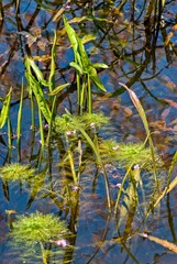 Water plants grow at the edge of a swampy area at Snake Road in Illinois.