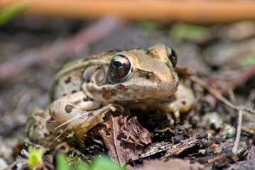 A small leopard frog lounges on the bank, and is prepared to hop into the swamp at the first sign of danger.