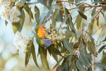 Rainbow Lorikeet bird eating in a tree.