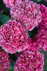 beautiful pink hydrangea bush in a pot