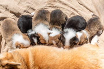 Group of little puppies of welsh corgi pembroke dog is eating milk from mother