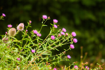 Bull thistle (cirsium vulgare) prickly thistle blooming closeup outdoor horizontal.