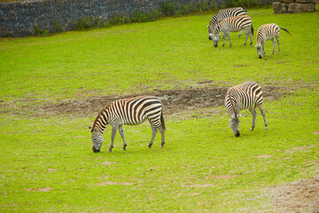 Obraz premium A closeup of zebras in a green field during daylight