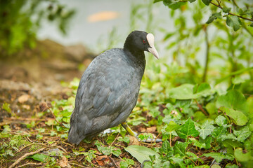 Beautiful coot staying on the ground