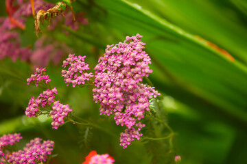 A pink flowers with green leaves.