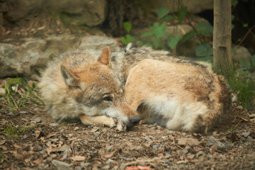 The wolf sleeps under a tree in a hole in the forest of zoo
