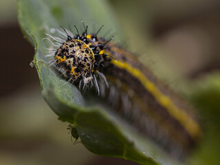 caterpillar on a leaf