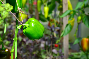 Pepper crop, pepper planting, several peppers growing on a plant in a greenhouse, close-up