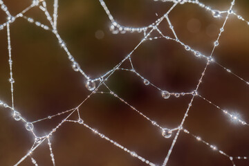 Cobwebs with drops after the morning rain.