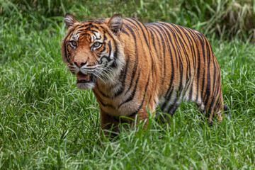 Fototapeta na wymiar Tiger stands with a threatening stare, mouth half open